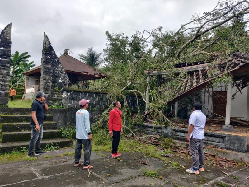 Angin Kencang Bangli Dikepung Pohon Tumbang Bali Tribune